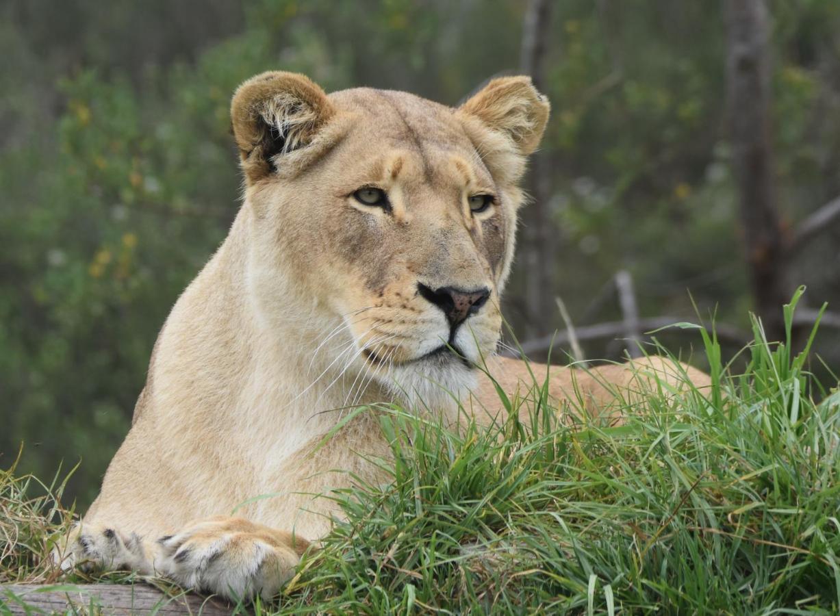 Tenikwa Wildlife Centre & Spa Plettenberg Bay Eksteriør bilde